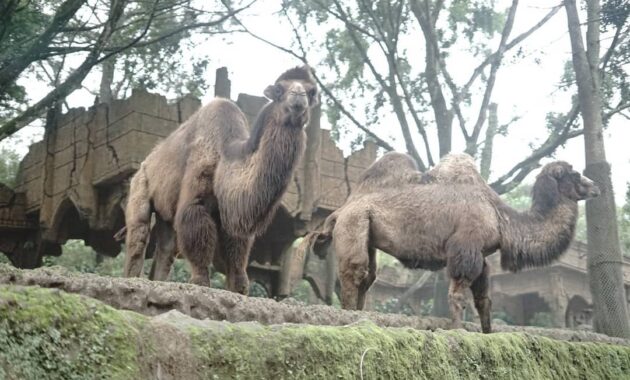 10 Gambar Taman Safari Bogor, Harga Tiket Masuk Alamat ...