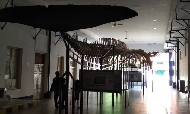 10 Gambar Museum  Zoologi  Bogor  Harga Tiket Masuk Sejarah  