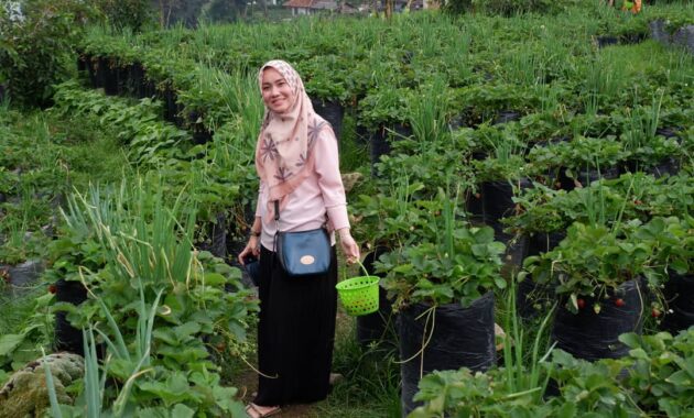 10 Foto Kebun Strawberry Ciwidey, Harga Tiket Masuk Lokasi Alamat Peta
